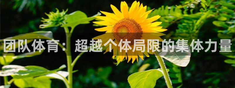 mk体育平台跑路最新消息：团队体育：